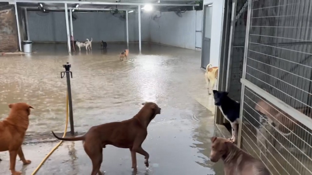 水位高至及膝。