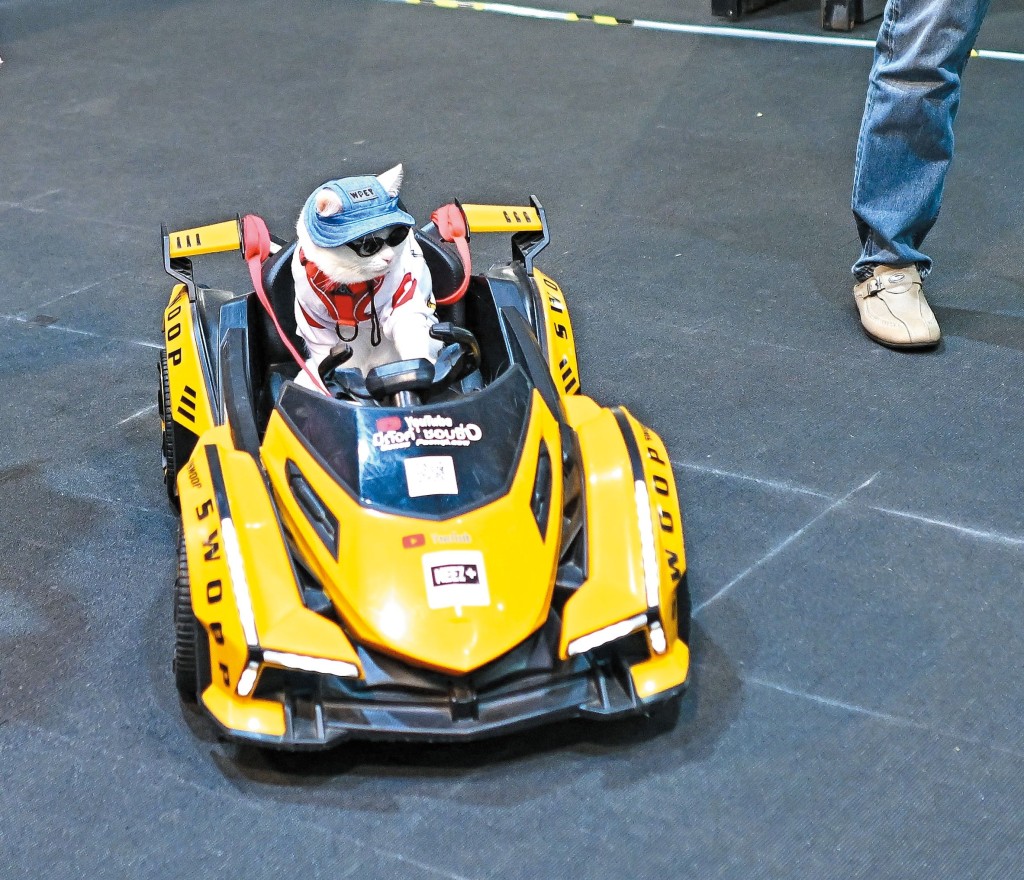 這隻白貓全副裝備坐上跑車擺起「甫士」，盡顯車手本色。