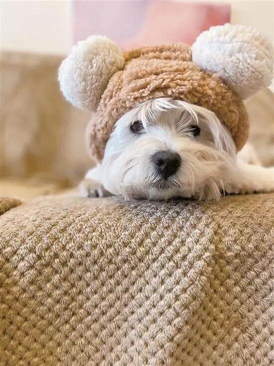 被毒死的白威犬Papi終終沉冤得雪。 被毒死的白威犬Papi終終沉冤得雪。