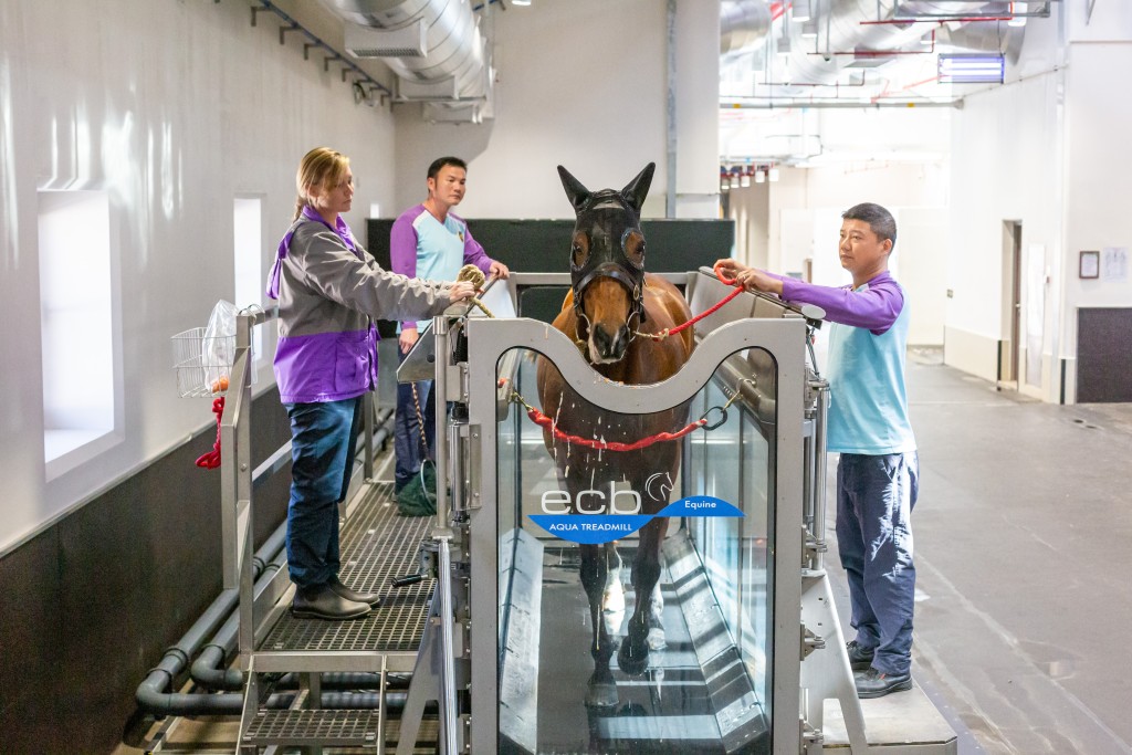 水中跑步機是從化馬場其中一項設施，協助馬匹進行訓練。