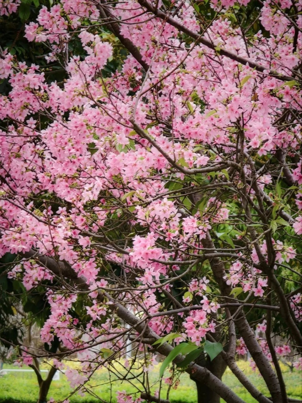 將軍澳單車館公園（圖源：小紅書）