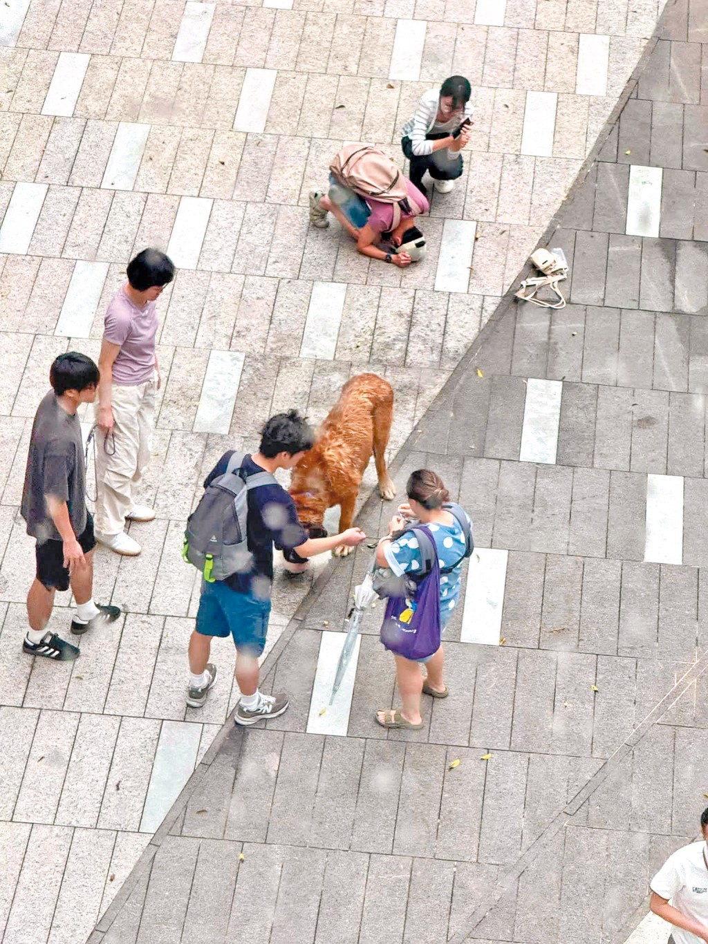 今年八月，在元朗發生了狗咬狗事件，一隻重達六十公斤的大狗咬死了兩隻小狗。