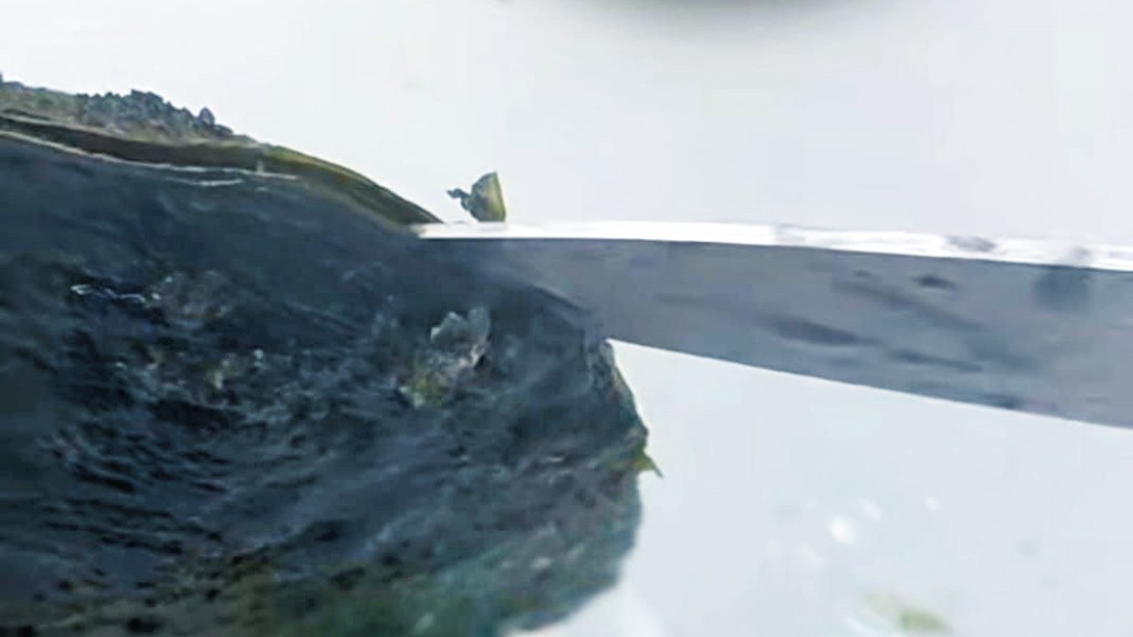 內地早前興起「即場開蚌即場賣珍珠」的直貨帶貨活動,由於開蚌前難估計內藏珍珠大小及質素,有種刺激的賭博意味,遂帶旺了整個珍珠市道。 內地早前興起「即場開蚌即場賣珍珠」的直貨帶貨活動,由於開蚌前難估計內藏珍珠大小及質素,有種刺激的賭博意味,遂帶旺了整個珍珠市道。