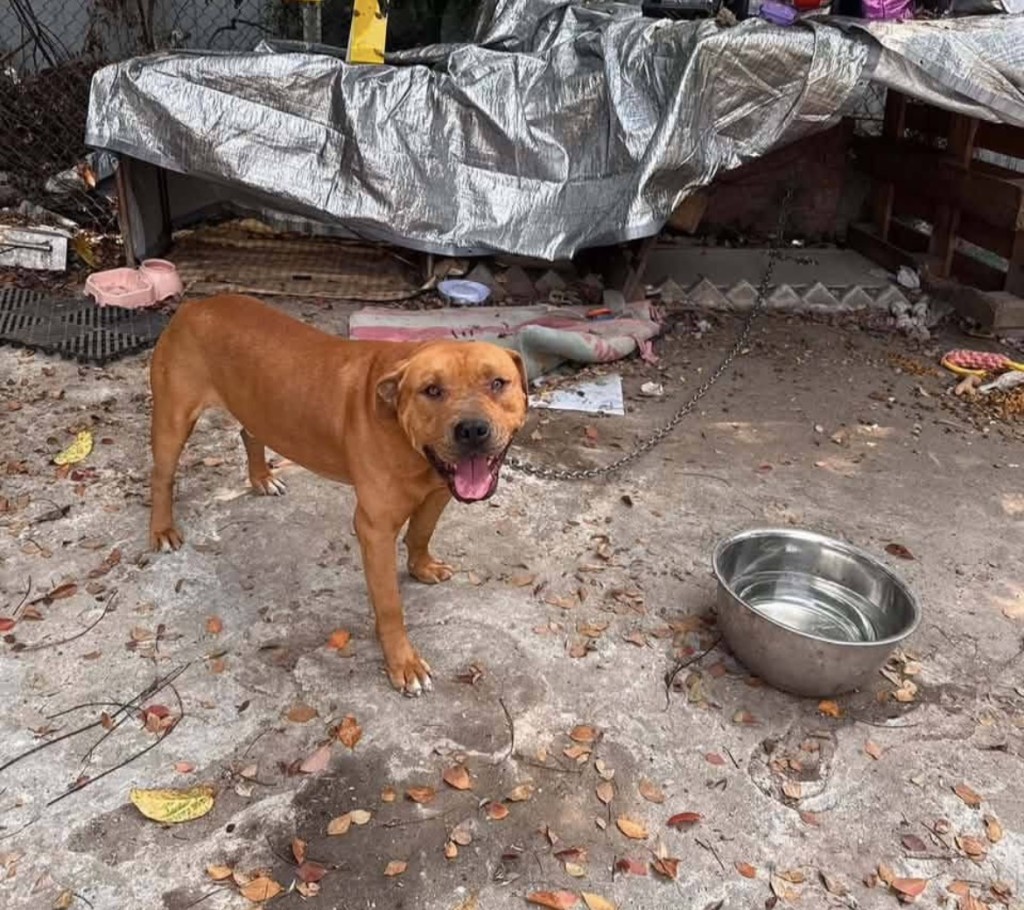 據本刊了解，涉事犬隻真正身份是混種美國惡霸犬，是一隻長期被鐵鏈鎖住的「籠鏈犬」，名叫「太陽仔」，今年5歲，一直住在車場。