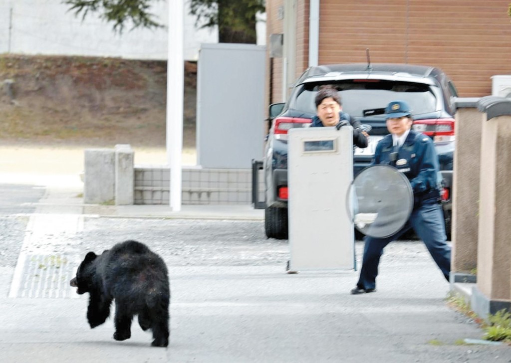 一隻小熊闖入岩手縣釜石市住宅，警員到場但只能以盾牌護身，並未能將牠捕捉被其逃脫。