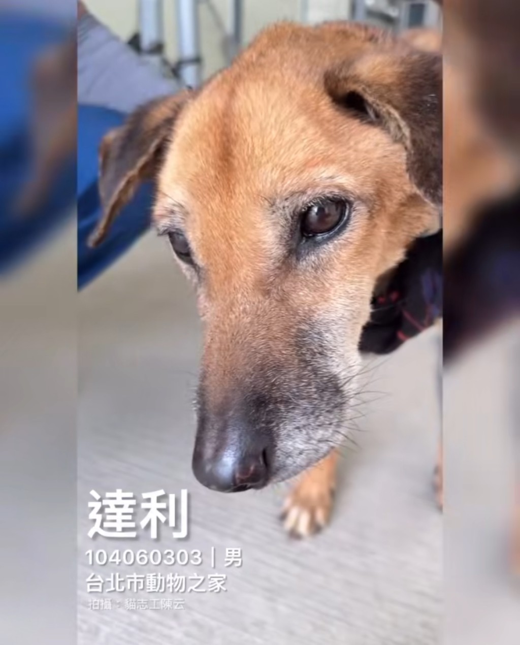 祝福達利在餘下日子生活安好。