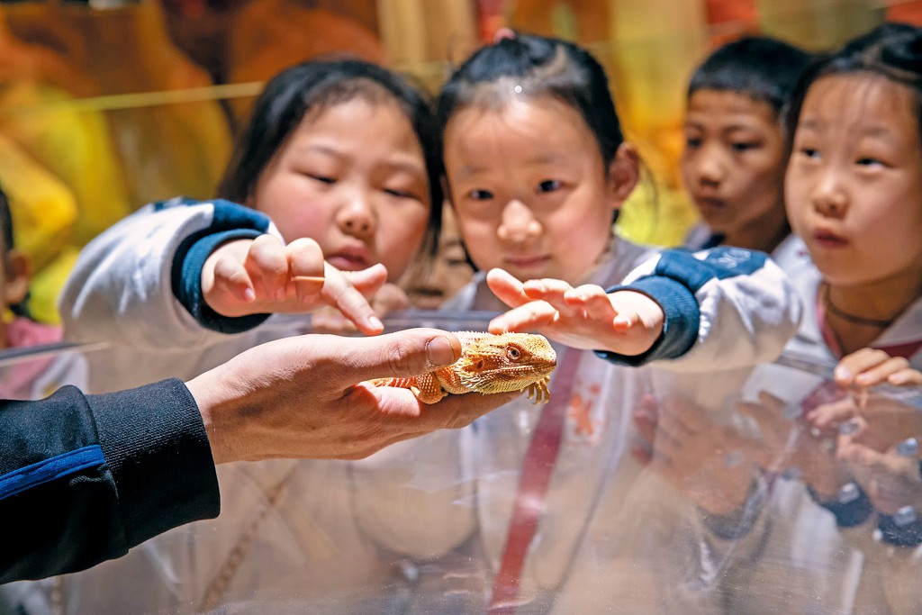 異寵中蜥蝪看似兇猛，實質性情溫馴，連小朋友都不怕伸手觸摸。