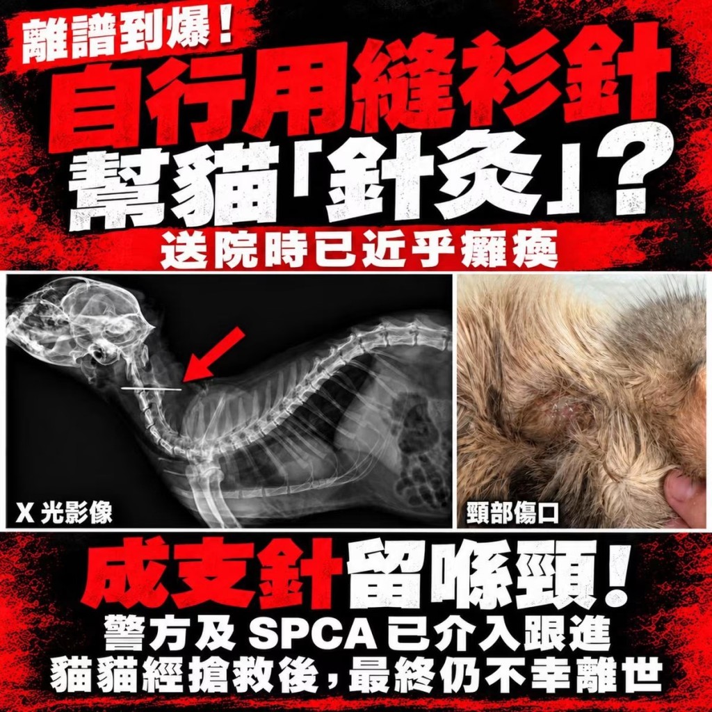 獸醫診所發文澄情事實。