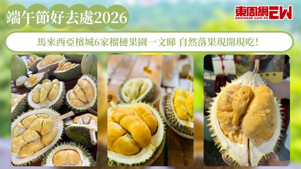 端午節好去處2026｜馬來西亞檳城6家榴槤果園一文睇 自然落果現開現吃！