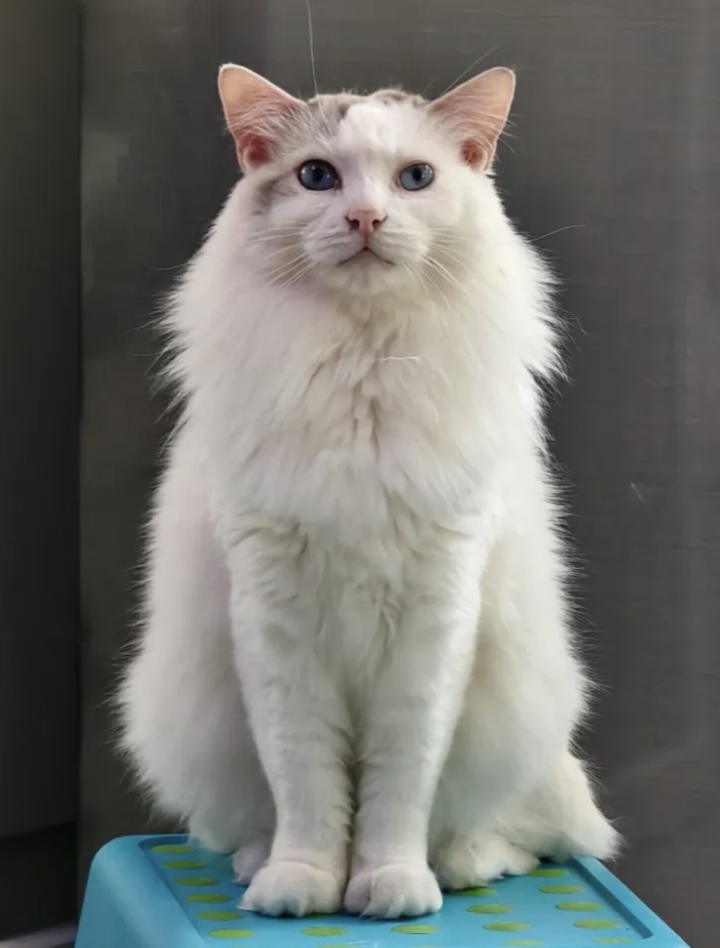 化妝師在2024年2月拾獲的貓貓，改名「豬仔包」。