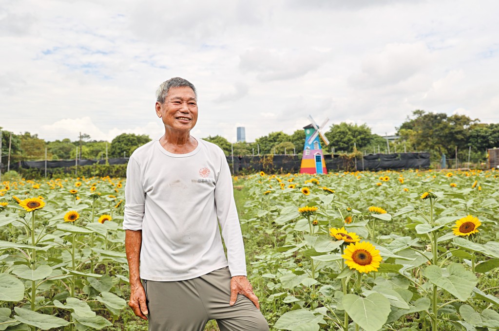 信哥在新田種有大片太陽花田，但受收地影響，急需搬遷。