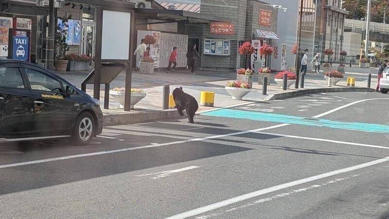 黑熊在大街過馬路，直闖火車站