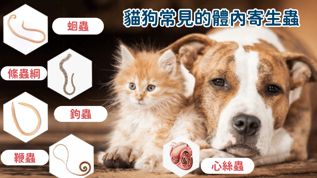 貓狗常見的體內寄生蟲。 貓狗常見的體內寄生蟲。