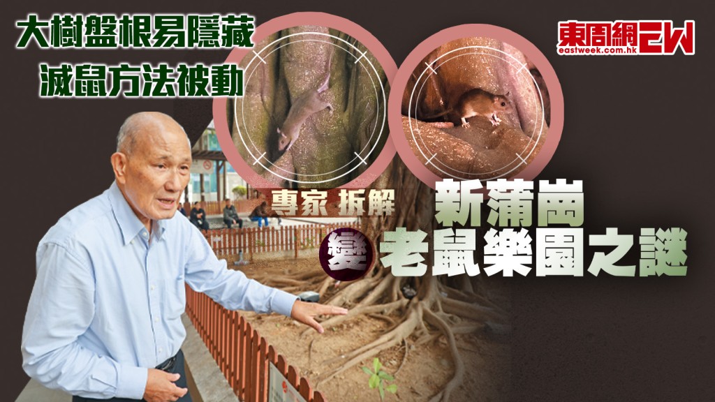專家拆解　新蒲崗變老鼠樂園之謎 大樹盤根易隱藏　滅鼠方法被動｜都市刺針