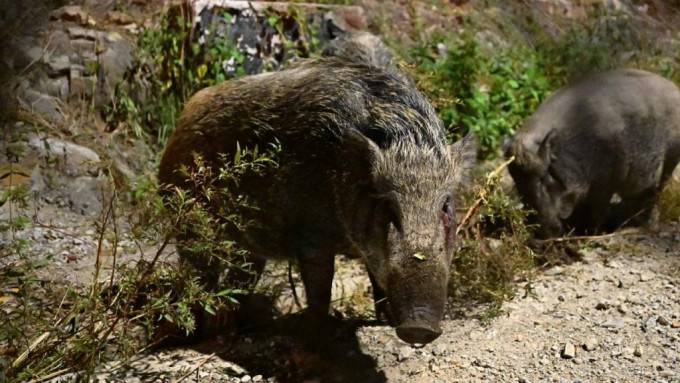 野豬人道毀滅宗數上升125% 去年僅餘900隻 環境及生態局:傷人案下降80% 野豬人道毀滅宗數上升125% 去年僅餘900隻 環境及生態局:傷人案下降80%