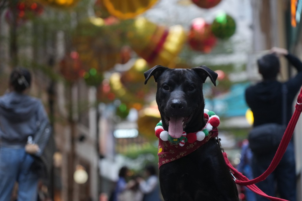 自小被籠養和鏈養的「波仔」，悉心打扮出席籠鏈犬的聖誕聚會。