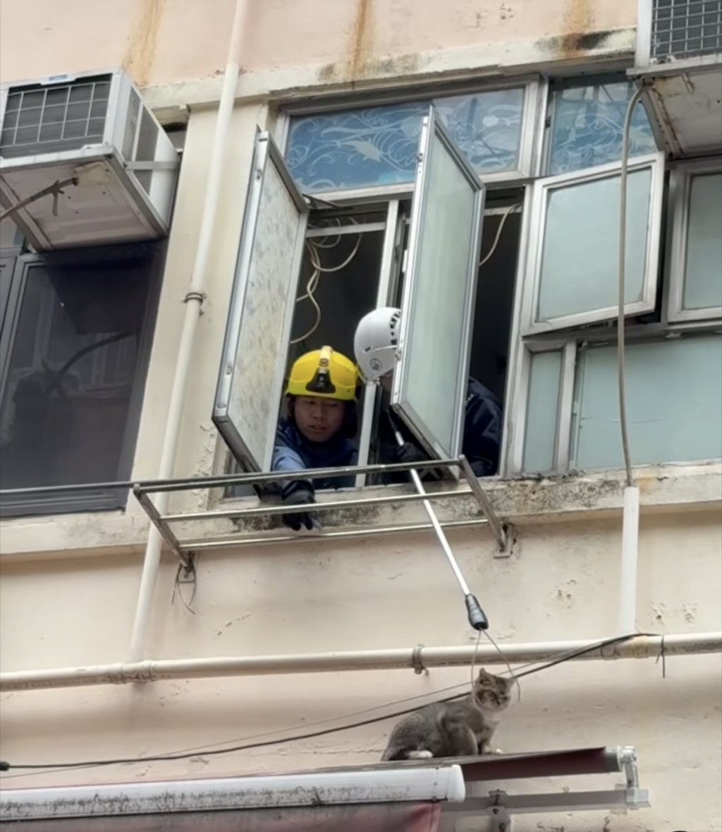 愛協督察拯救危坐窗外雨蓬頂的貓貓。 愛協督察拯救危坐窗外雨蓬頂的貓貓。
