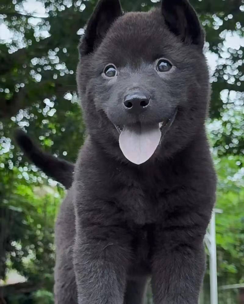 「五黑犬」的特徵是毛髮、耳朵、鼻子、舌頭和腳掌都是黑色。 「五黑犬」的特徵是毛髮、耳朵、鼻子、舌頭和腳掌都是黑色。