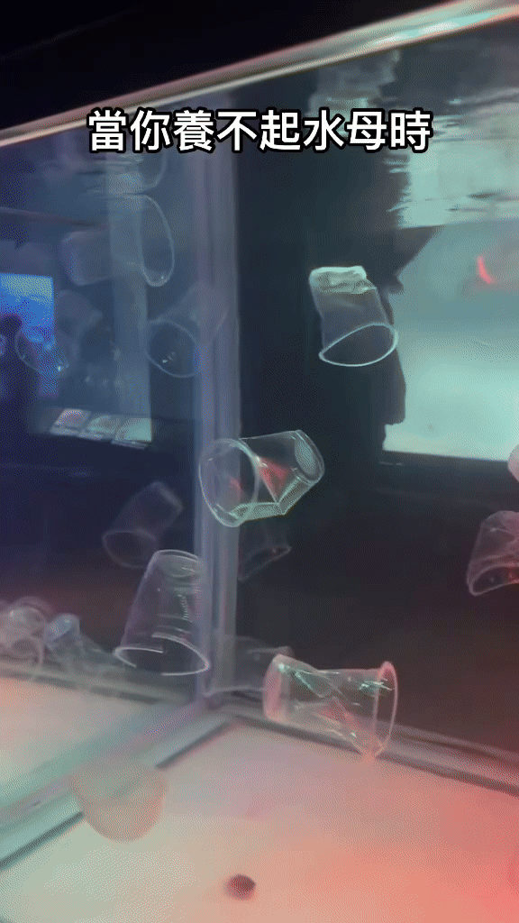 台灣網友覺得養膠杯水母性價比更高。