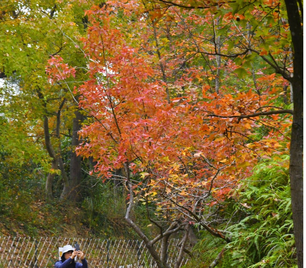 當中以聖誕節至元旦假期紅葉最旺、最靚 當中以聖誕節至元旦假期紅葉最旺、最靚