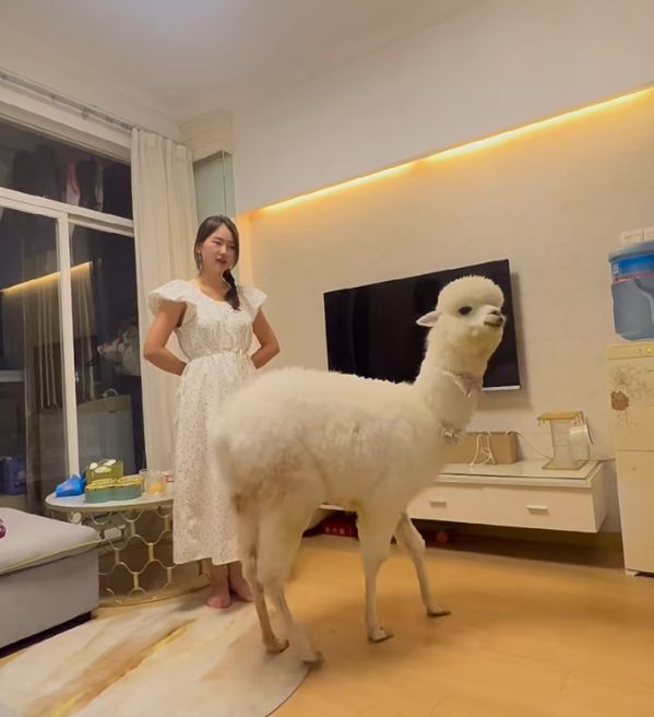 內地曾出現「養草泥 馬」熱潮，但熱潮一退便現棄養潮。