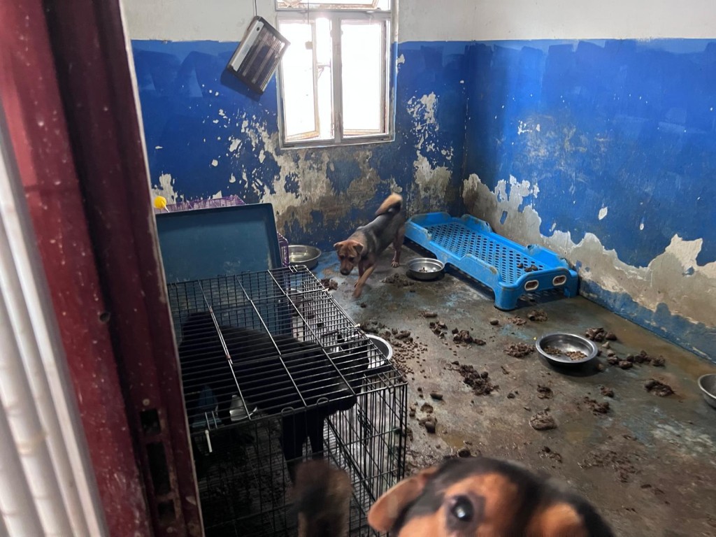 愛協發布的現場環境照片，滿布糞便。（愛協圖片）