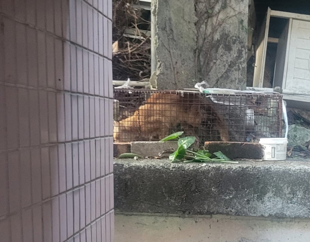 幸好當天牠進入捕貓籠而獲救。 幸好當天牠進入捕貓籠而獲救。