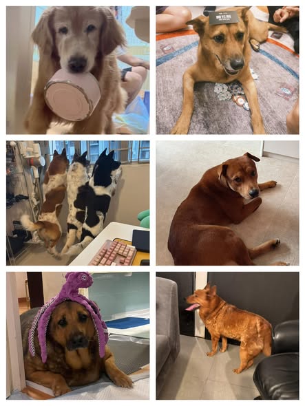 希望今次大家能幫老有所衣動物村度過難關。 希望今次大家能幫老有所衣動物村度過難關。