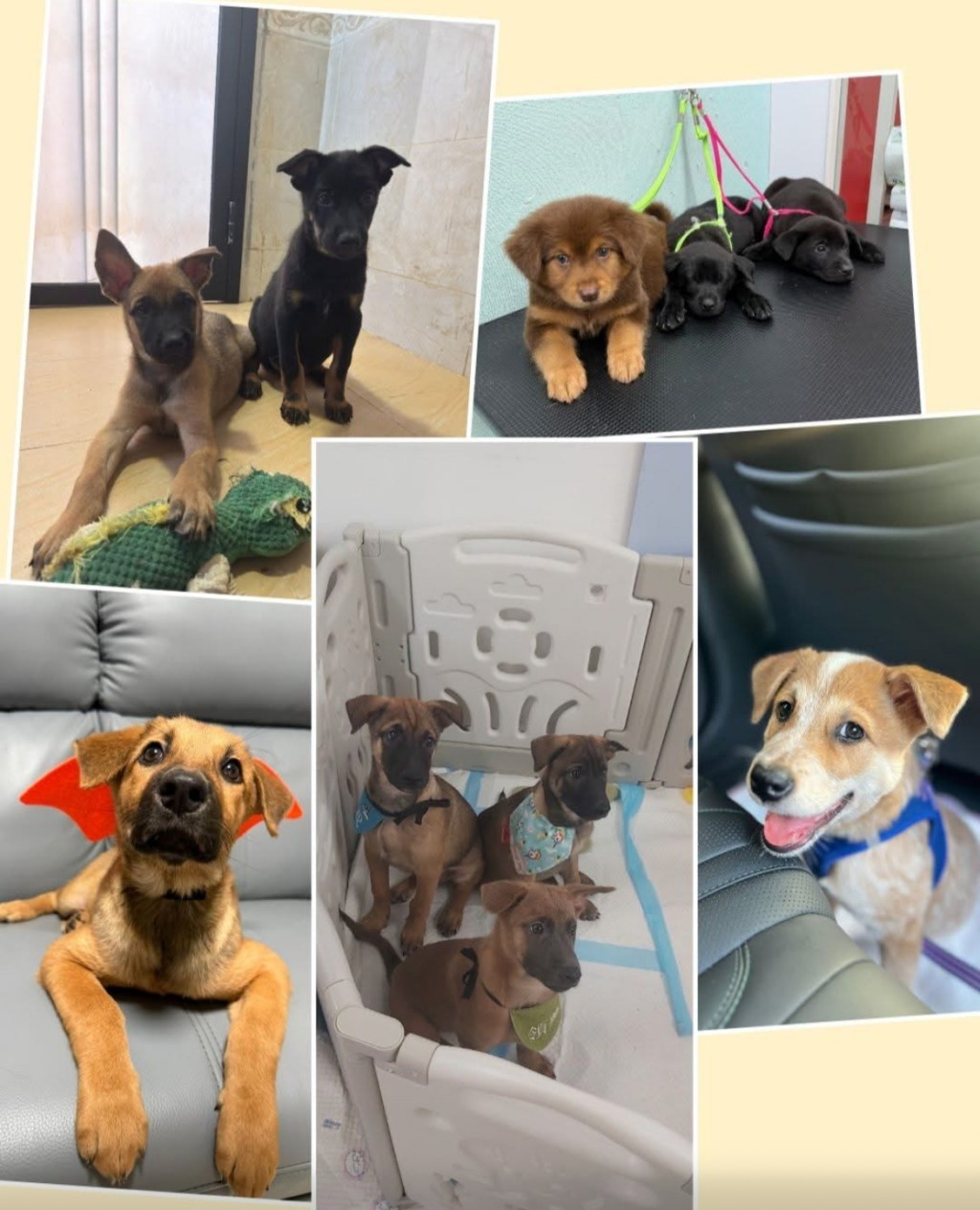 義工等待領養的狗狗。 義工等待領養的狗狗。