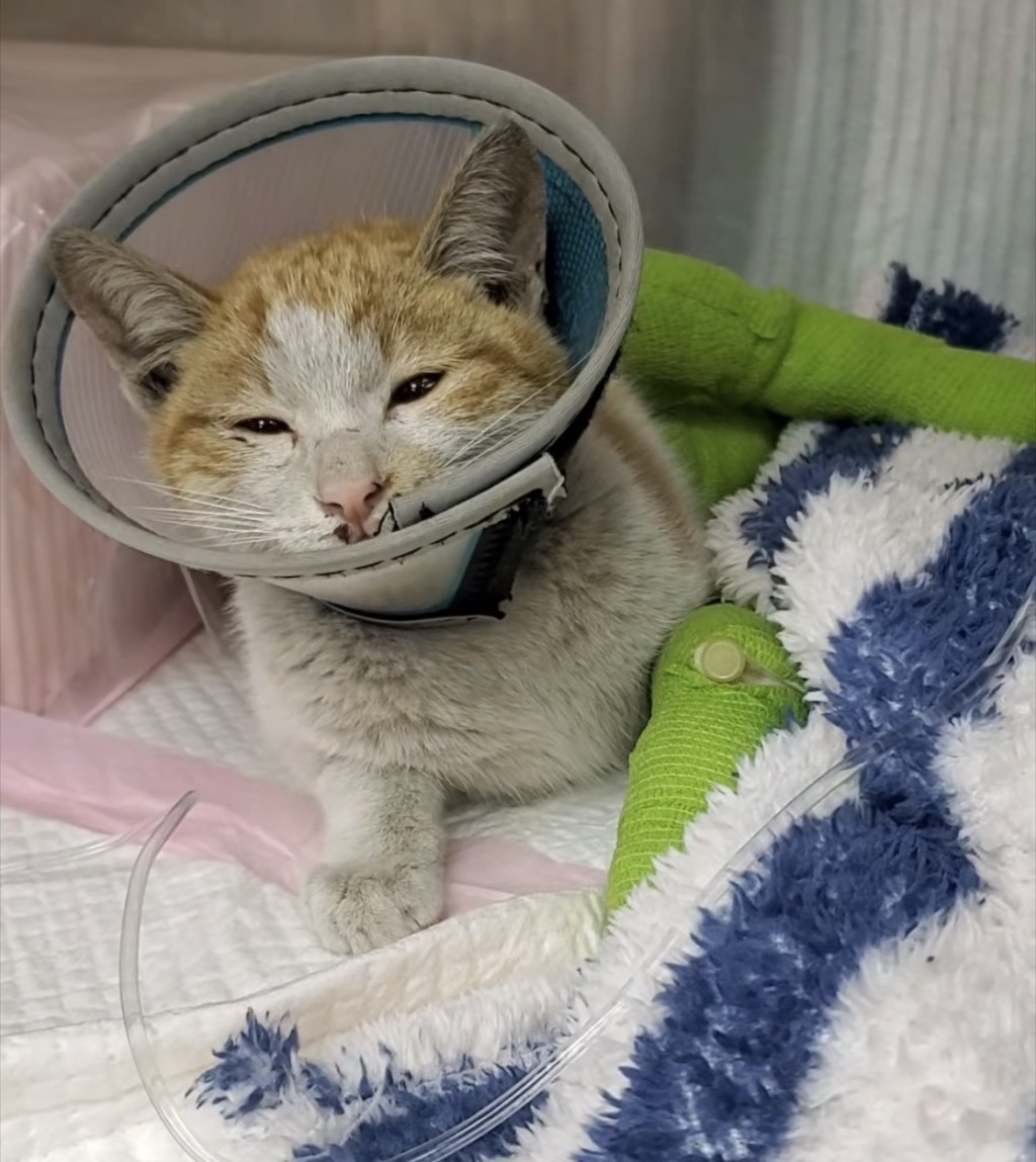 路飛在診所等候情況許可,便開始手術。 路飛在診所等候情況許可,便開始手術。