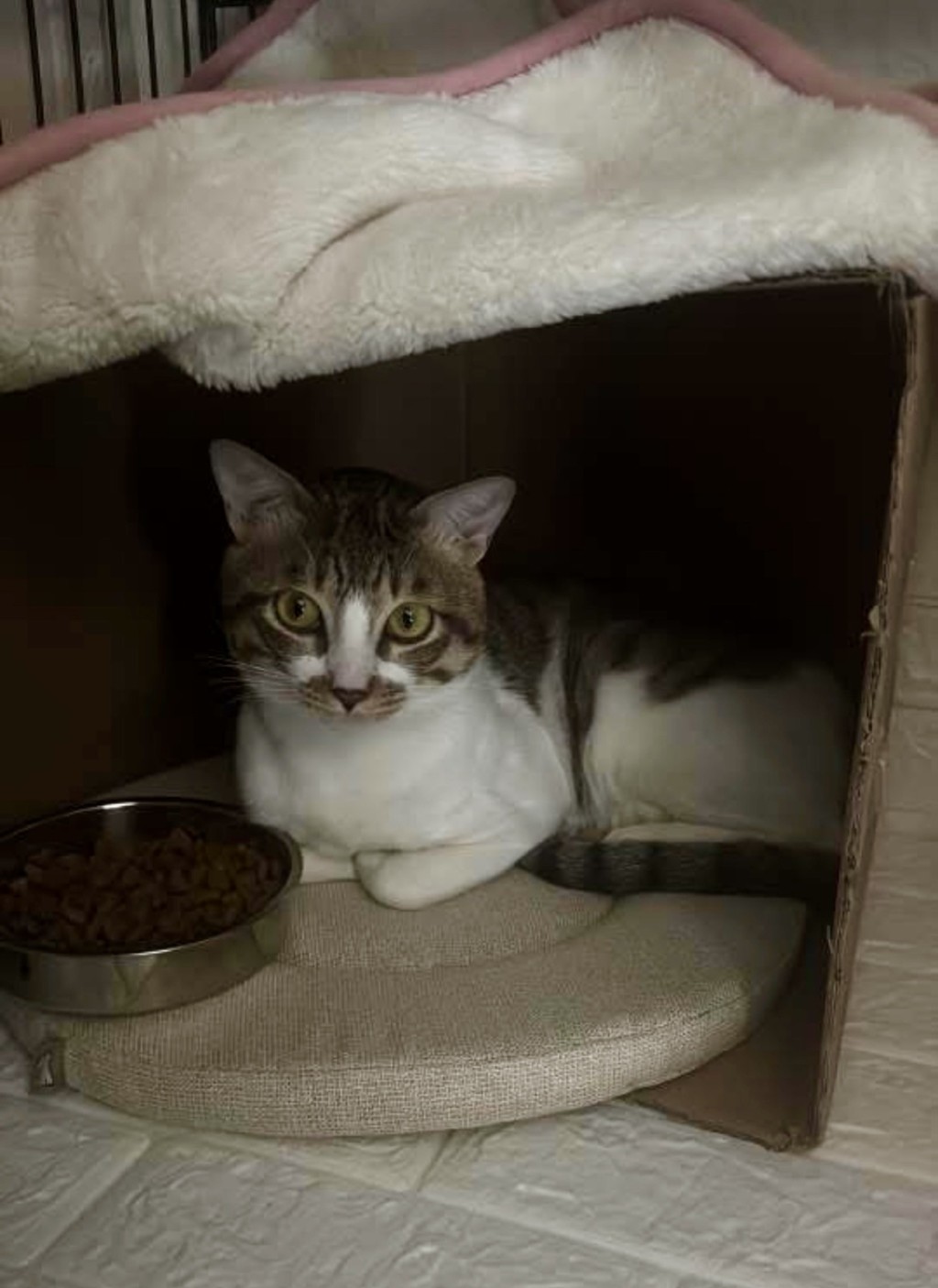 兩歲的長尾已被Moon Chu領養。