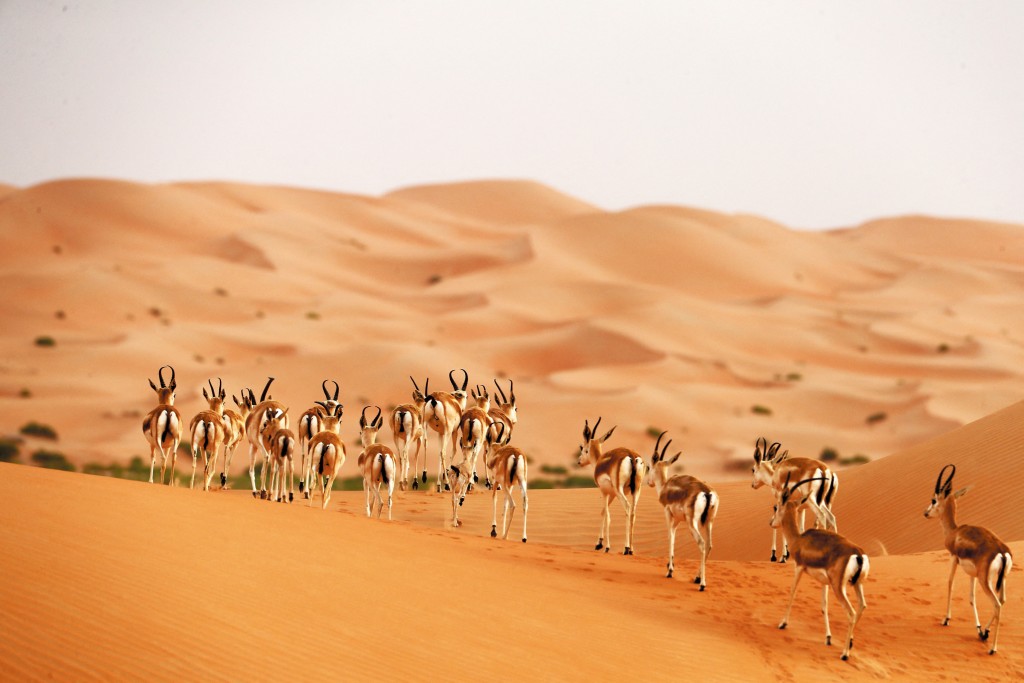 阿曼「阿拉伯羚羊保護區」於九四年入錄世界遺產，卻於〇七年因「自然遺產保育失守」而被除名。