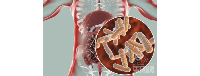 青春雙歧桿菌雖然與生俱來，但在成長過程中會因為不良飲食習慣、生活壓力下慢慢流失。
