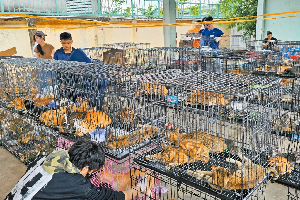 越南警方早前破獲偷捕貓集團,成功救出四百隻活貓。 越南警方早前破獲偷捕貓集團,成功救出四百隻活貓。