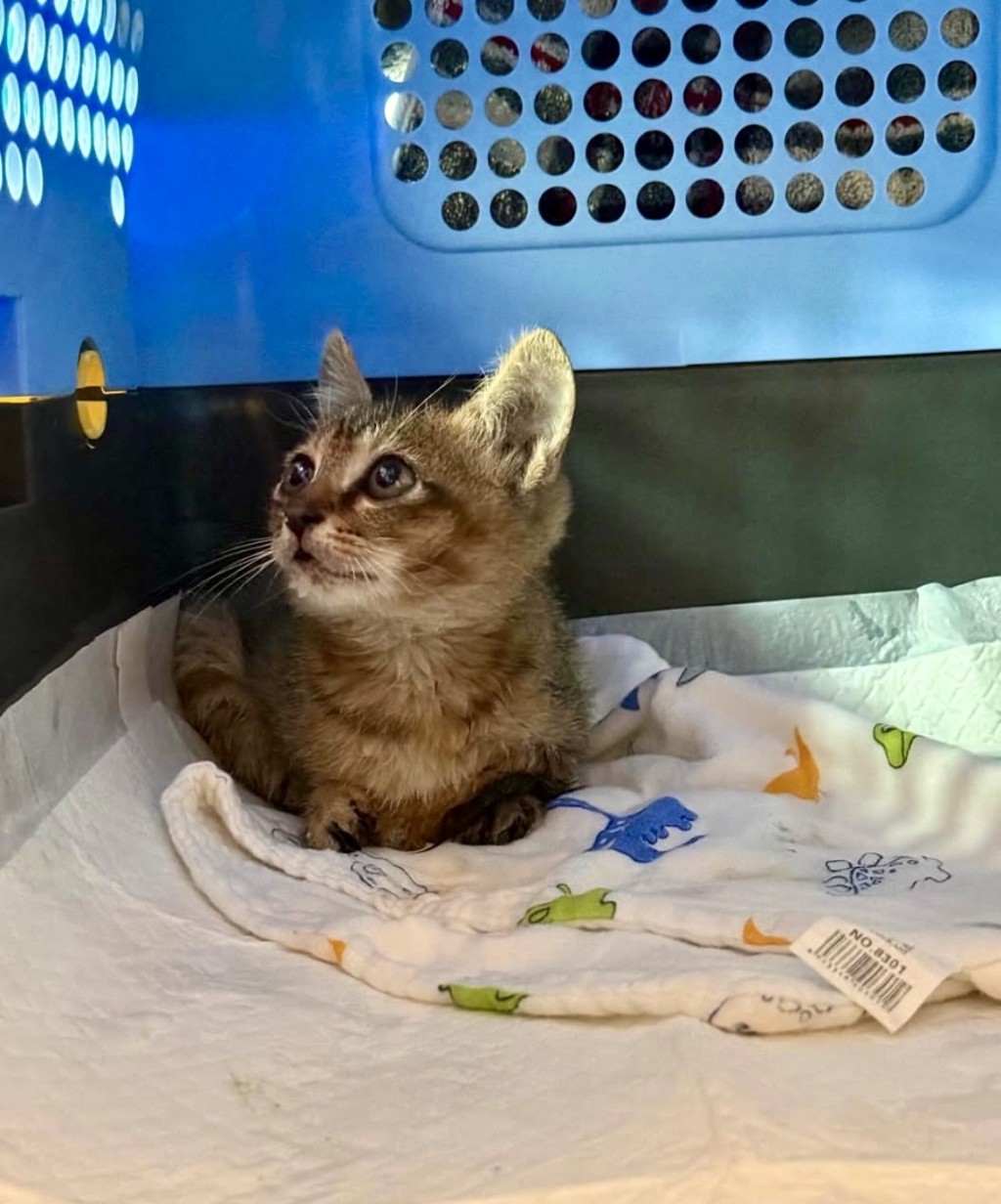 貓仔已睇完獸醫，一臉神氣。