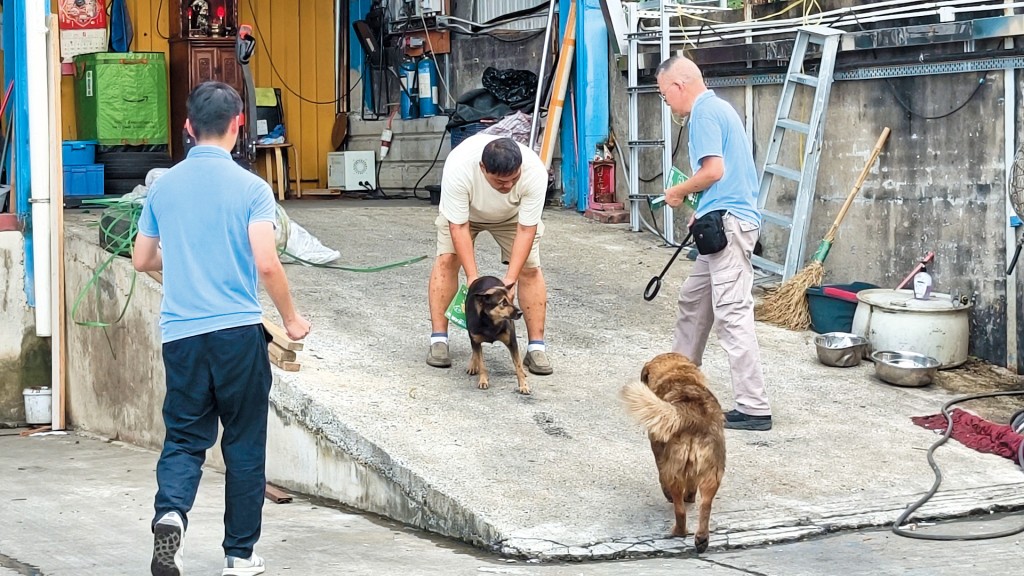 漁護署及警方的聯合行動，同時巡查案發現場附近五十多個貨倉場，在負責人同意下分別帶走十多隻狗。
