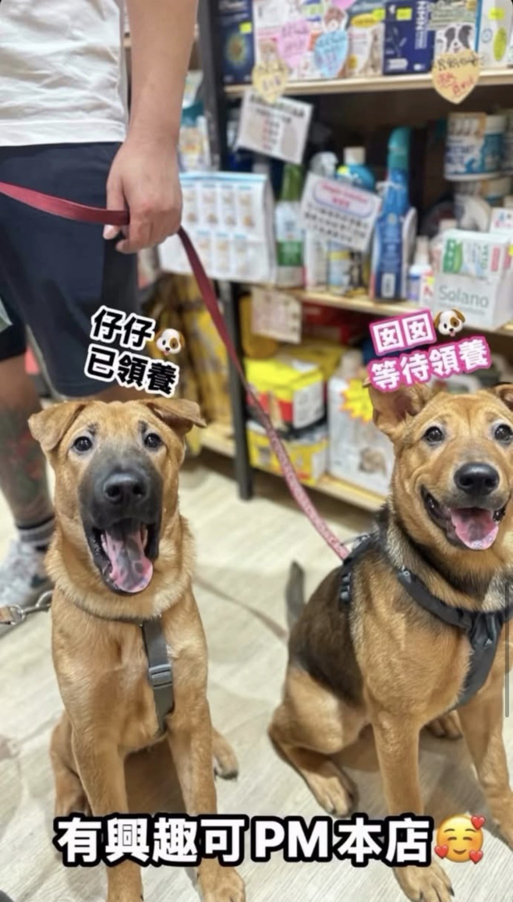 烏咀在LAP等候領養，妹妹在鄭太家中等待有緣人領養。