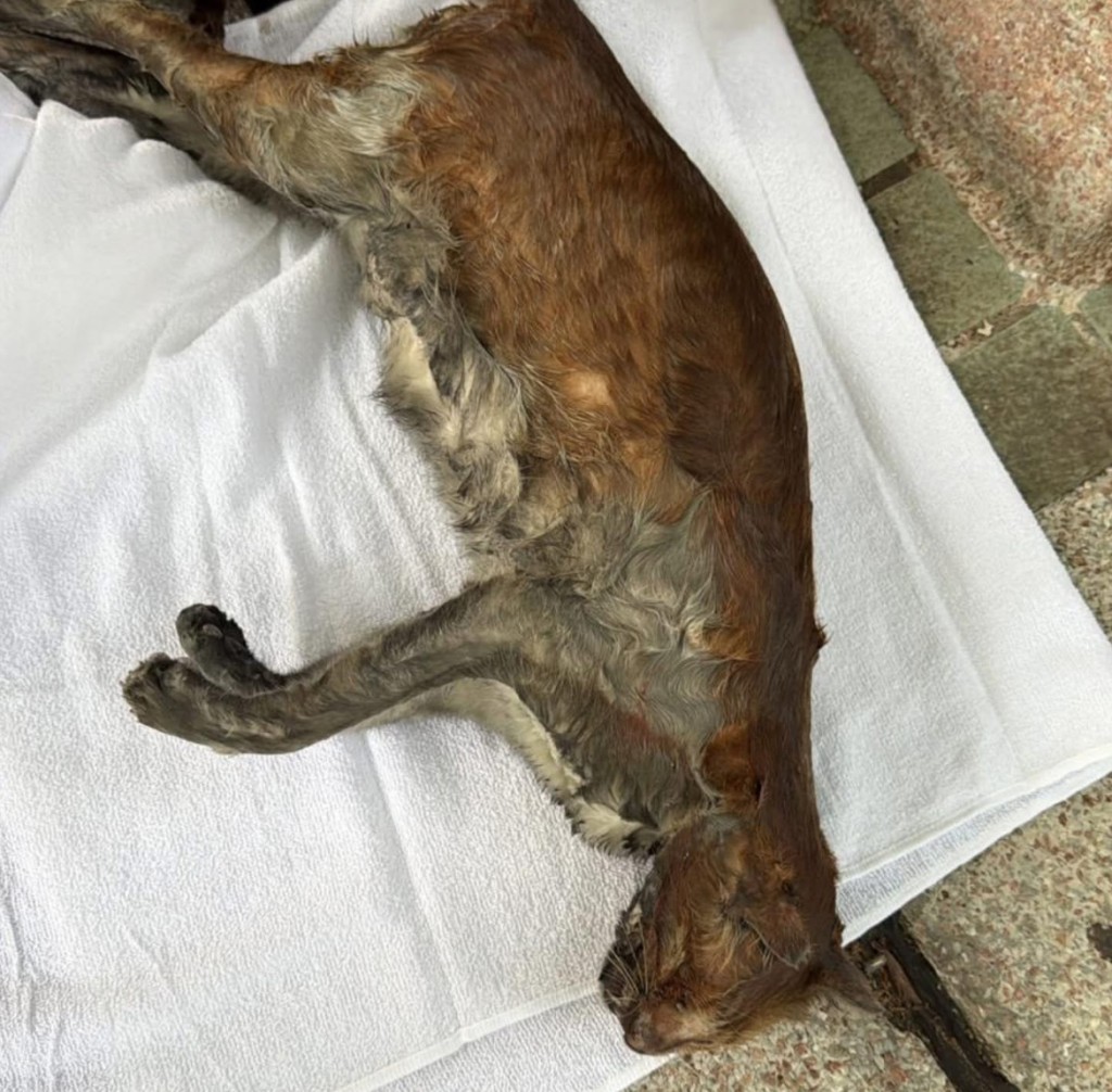 於宏道403救出不幸往生的貓貓。