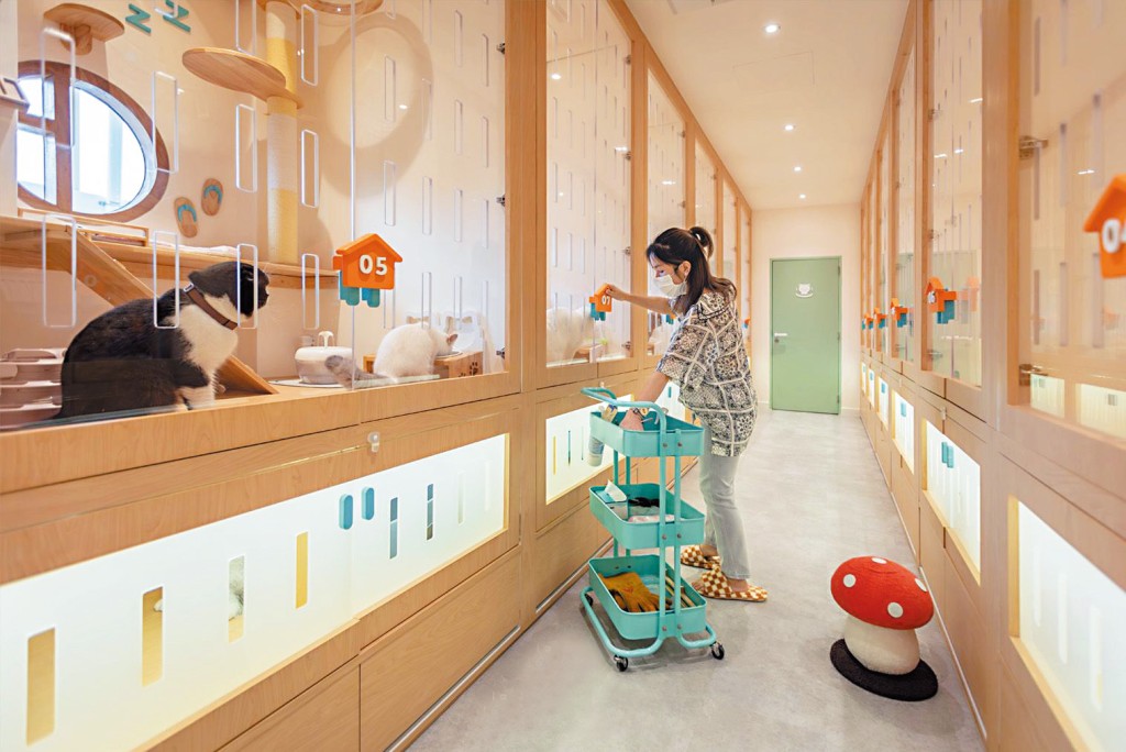 曼谷的貓酒店設備齊全，貓仔有獨立的房間，還有專人照顧。