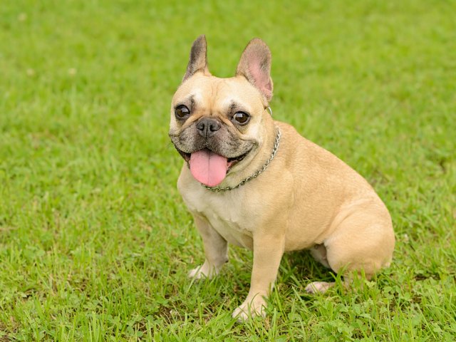 短頭(brachycephalic)或扁平臉(flat-faced)的犬種因結構性異常,其呼吸道或被阻塞而無法正常散熱,主人要多加留意牠們於炎熱天氣下的身體狀況。 短頭(brachycephalic)或扁平臉(flat-faced)的犬種因結構性異常,其呼吸道或被阻塞而無法正常散熱,主人要多加留意牠們於炎熱天氣下的身體狀況。