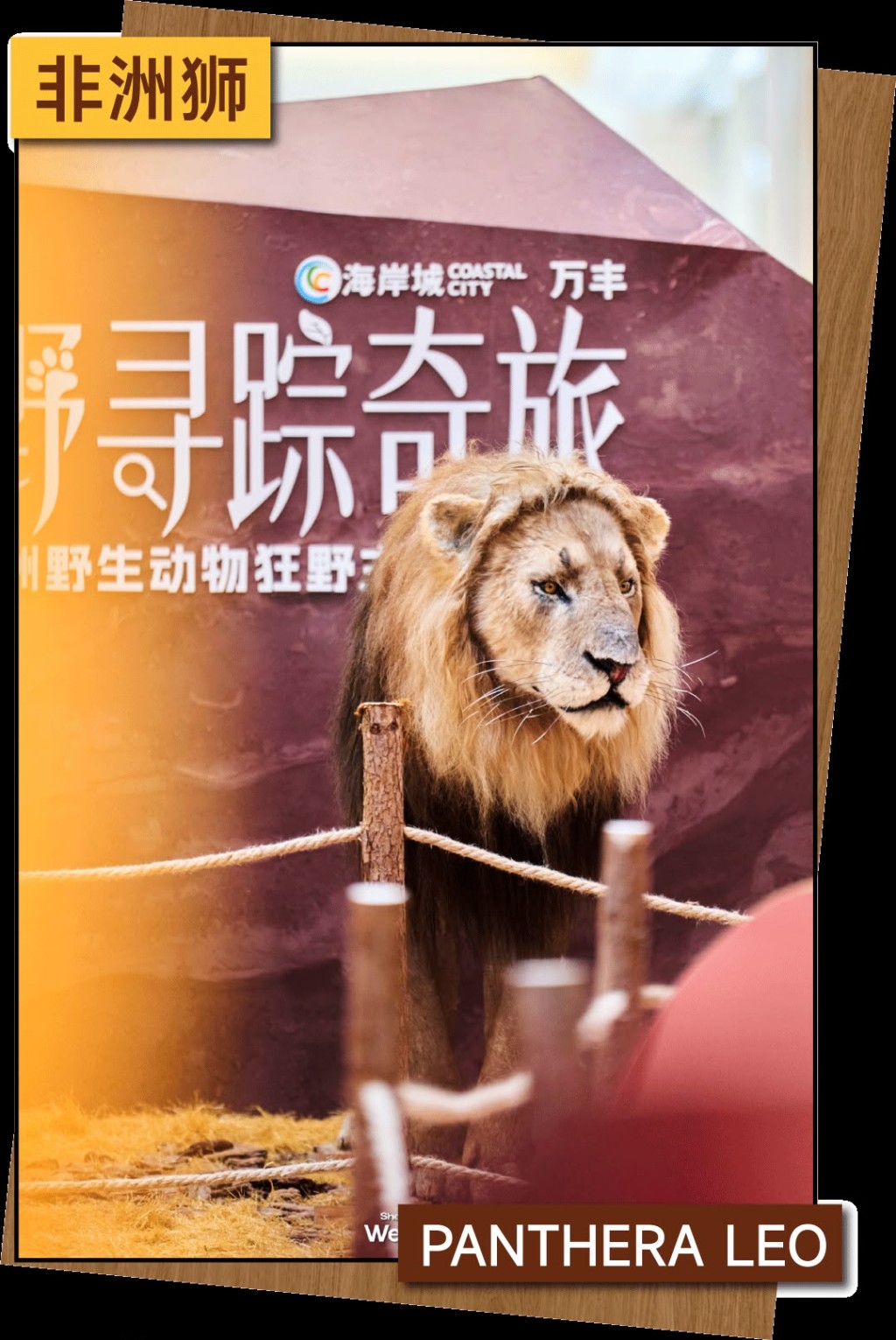 非洲獅（圖源：shenzhenweekly）