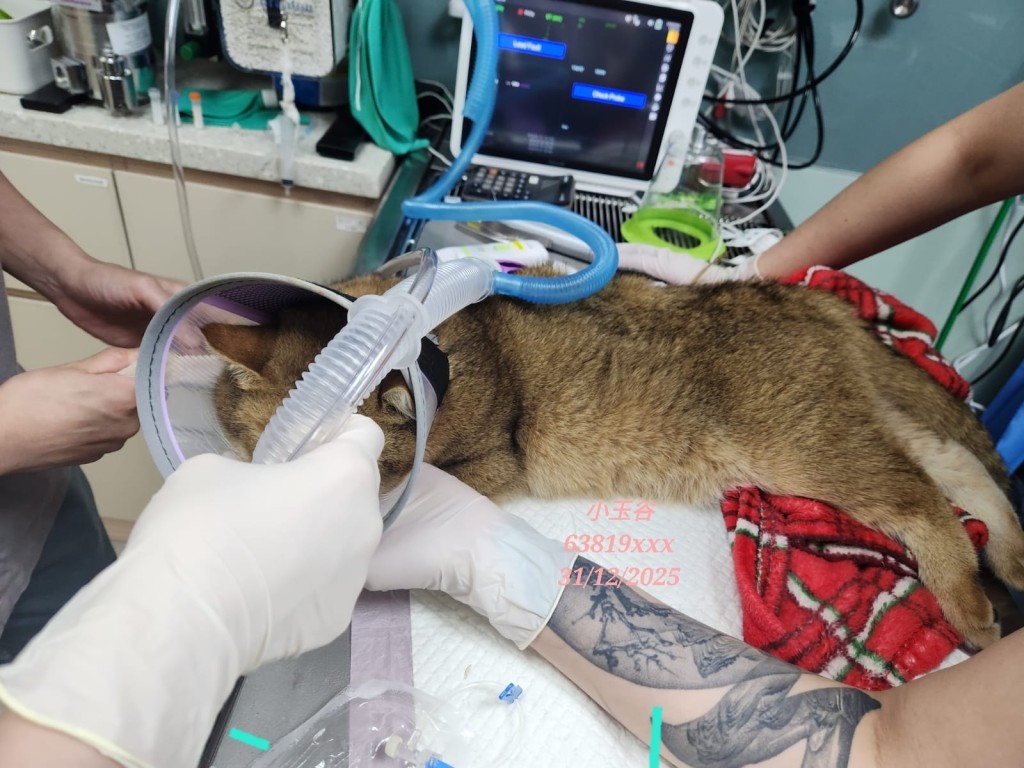 貓貓下肢無力疑被車撞。