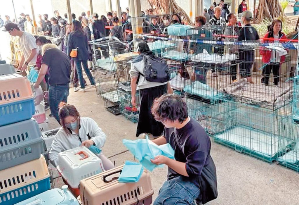 大批動物義工帶同貓籠等物資到現場作支援。 大批動物義工帶同貓籠等物資到現場作支援。