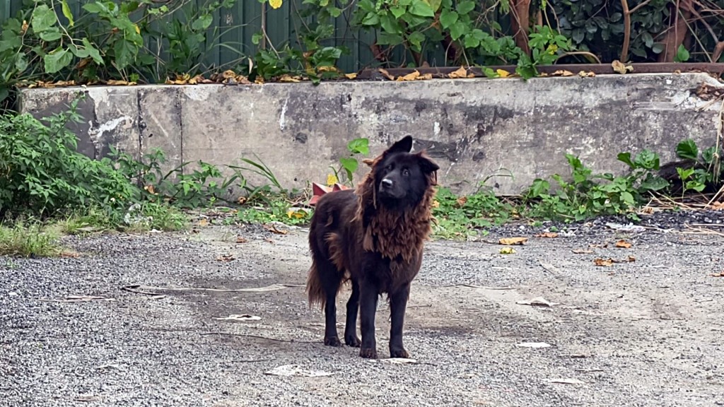 當局當日事發後在元朗發現一隻無人看管的犬隻。(資料圖片)