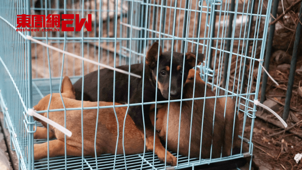 救助流浪貓狗封面