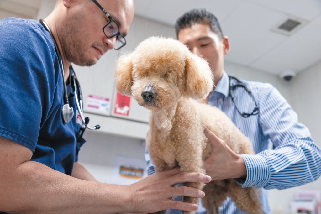城大動物醫療中心執行總監、醫生David Lee說,香港獸醫受專業訓練及嚴謹監管,可提供充足保障。 城大動物醫療中心執行總監、醫生David Lee說,香港獸醫受專業訓練及嚴謹監管,可提供充足保障。