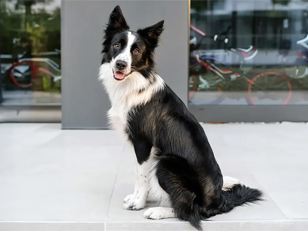 邊境牧羊犬(Border Collie) 邊境牧羊犬(Border Collie)