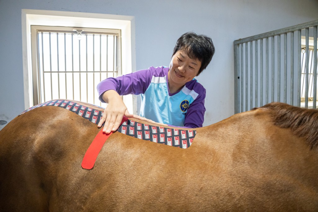 從化馬場馬匹康復治療中心，利用儀器為馬匹提供治療。