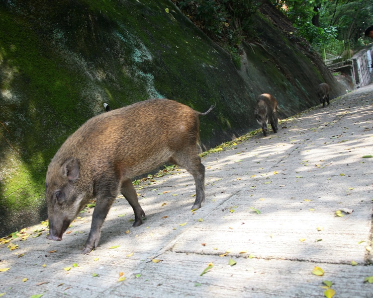 2021年11月推行野豬捕捉及人道處理行動。 2021年11月推行野豬捕捉及人道處理行動。