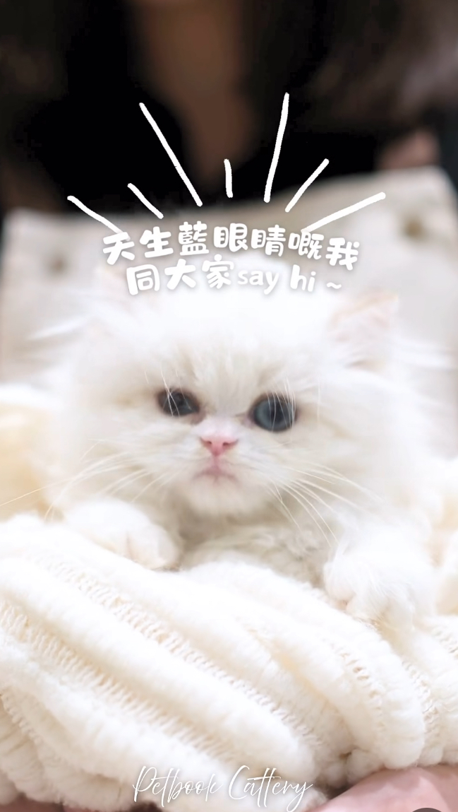 該店社交網站的貓咪相，但不能確認真有其貓。